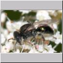 Oxybelus bipunctatus - Fliegenspiesswespe w11 5mm Sandgrube Niedringhaussee.jpg